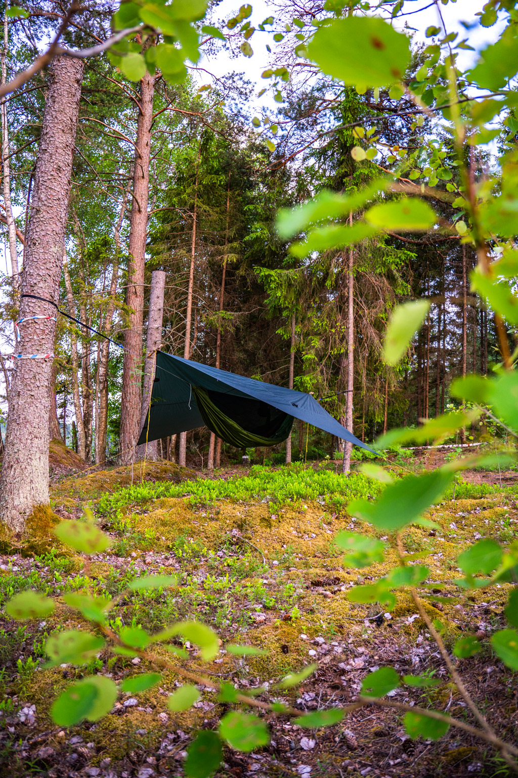 Hängmatta med tarp i skogen med löv i förgrunden.