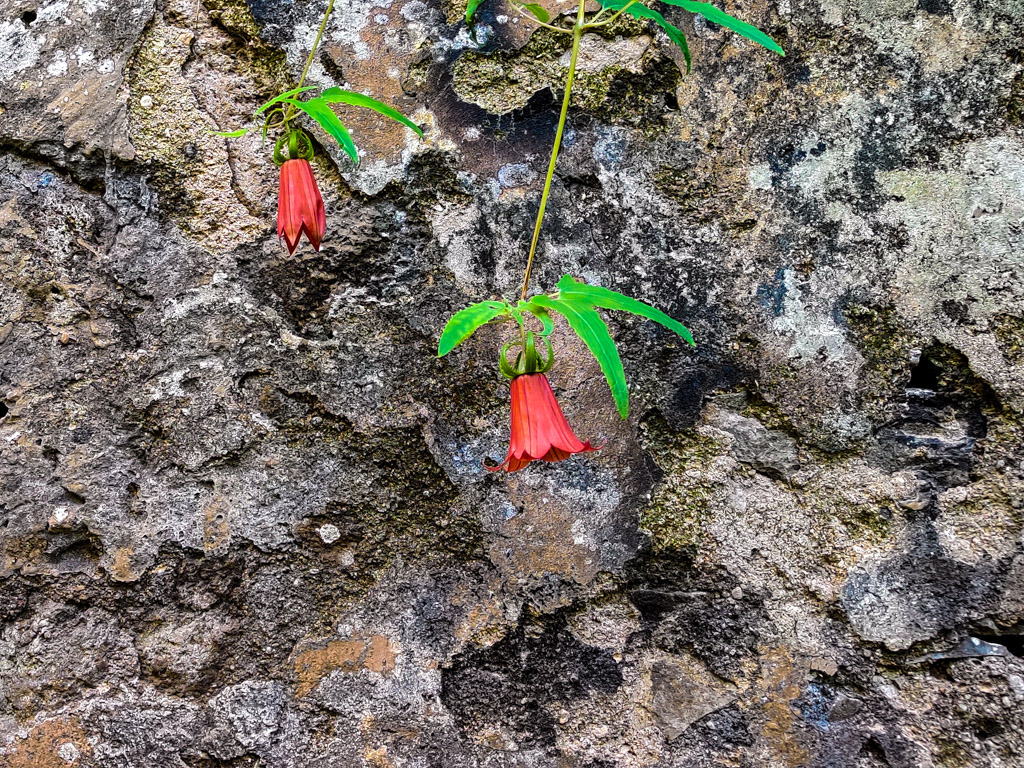 Kanarieklocka, Canarina canariensis. En vacker orangerosa blomma. 