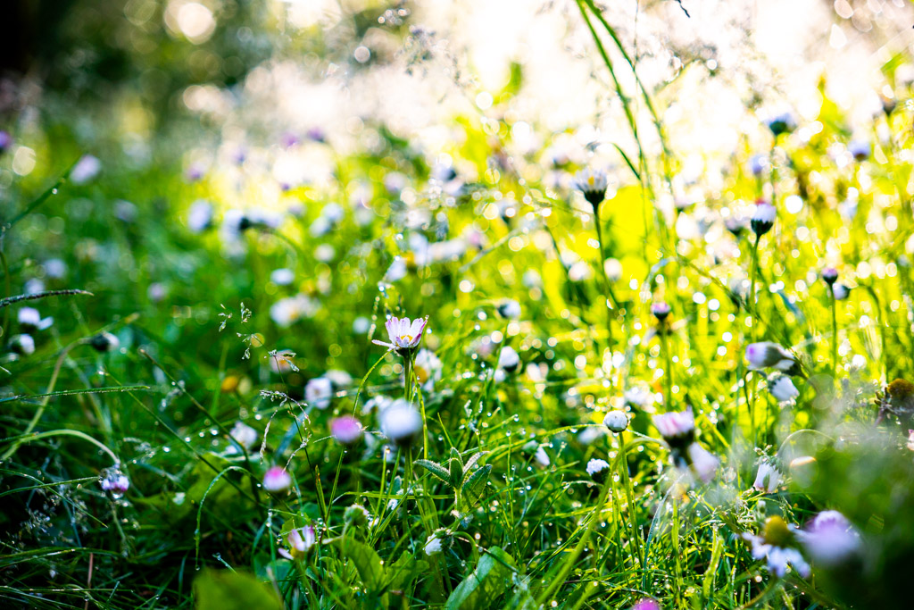 Små vita blommor delvis stängda, med regn och daggdroppar i motljus