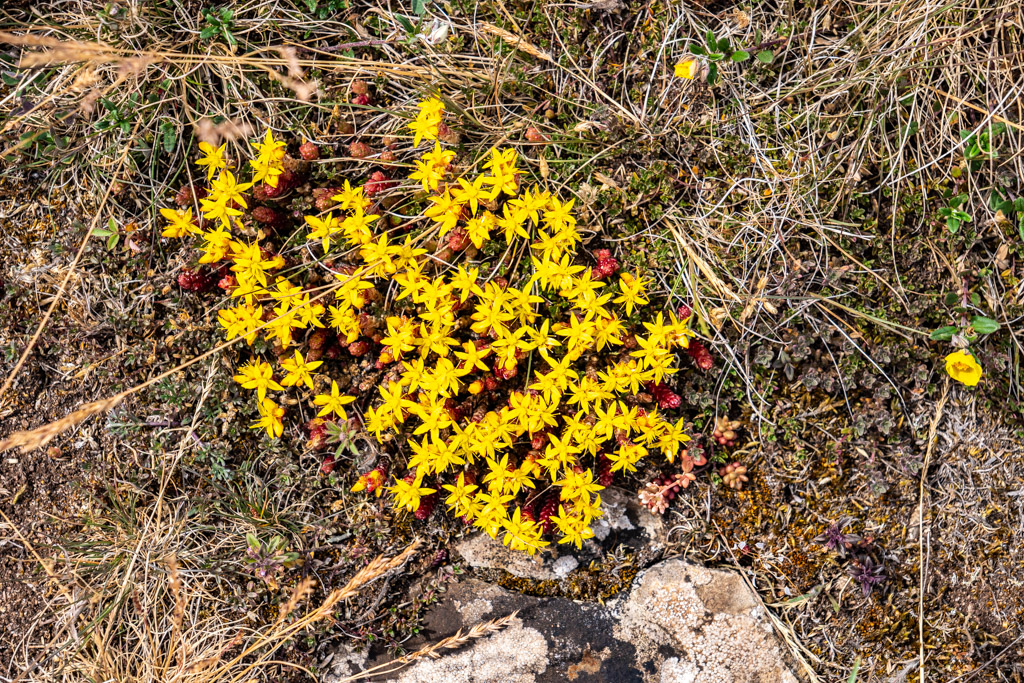 Gul fetnkopp, en gul låg blomma som växer i grupp på Alvaret.