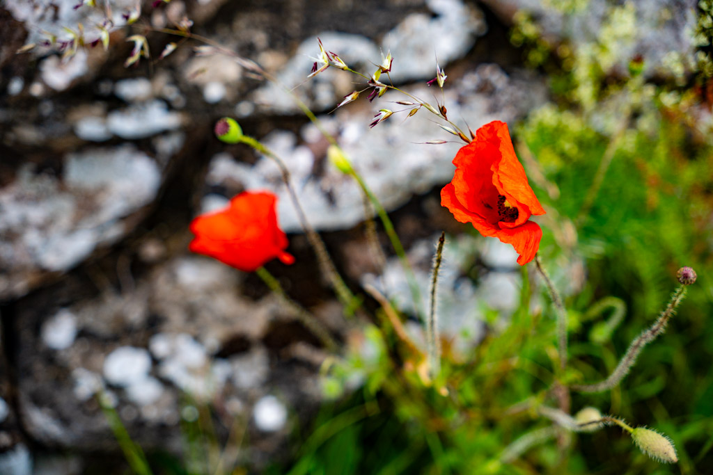 Två vallmoblommor.