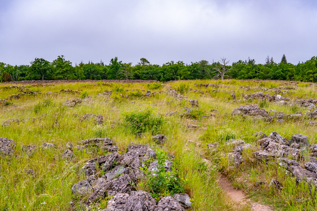 Ruinerna av Ismanstorps borg på Öland, med tät skog i bakgrunden.