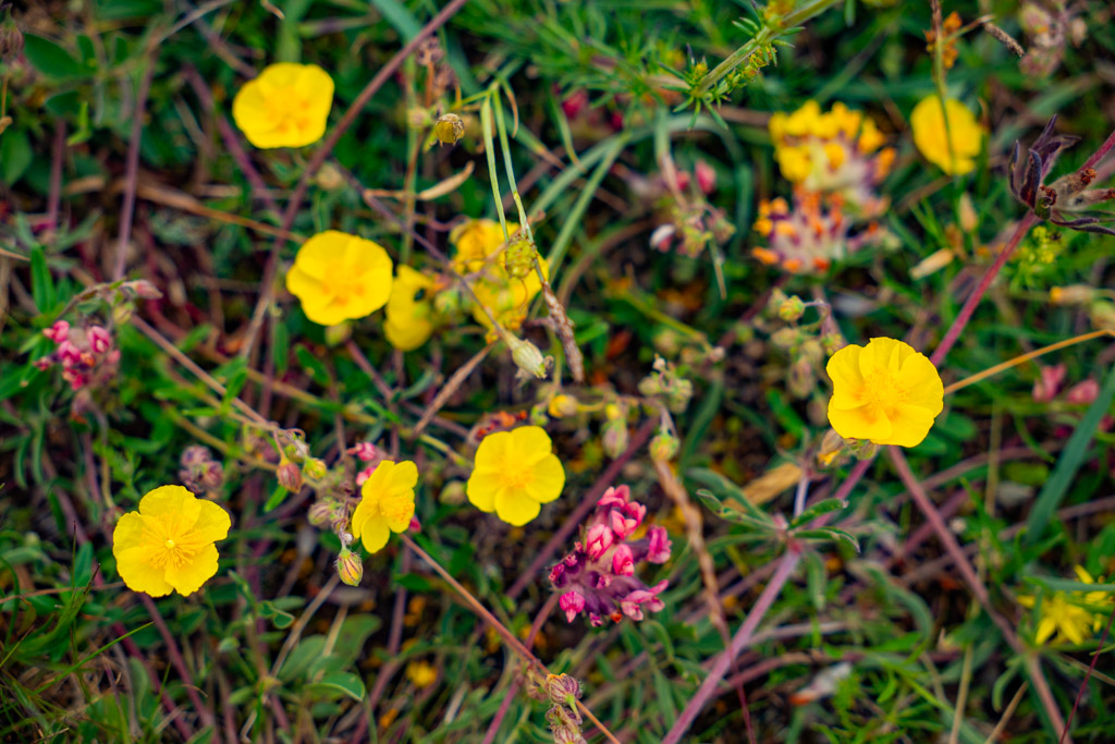 Solvända, en gul lågväxande blomma.