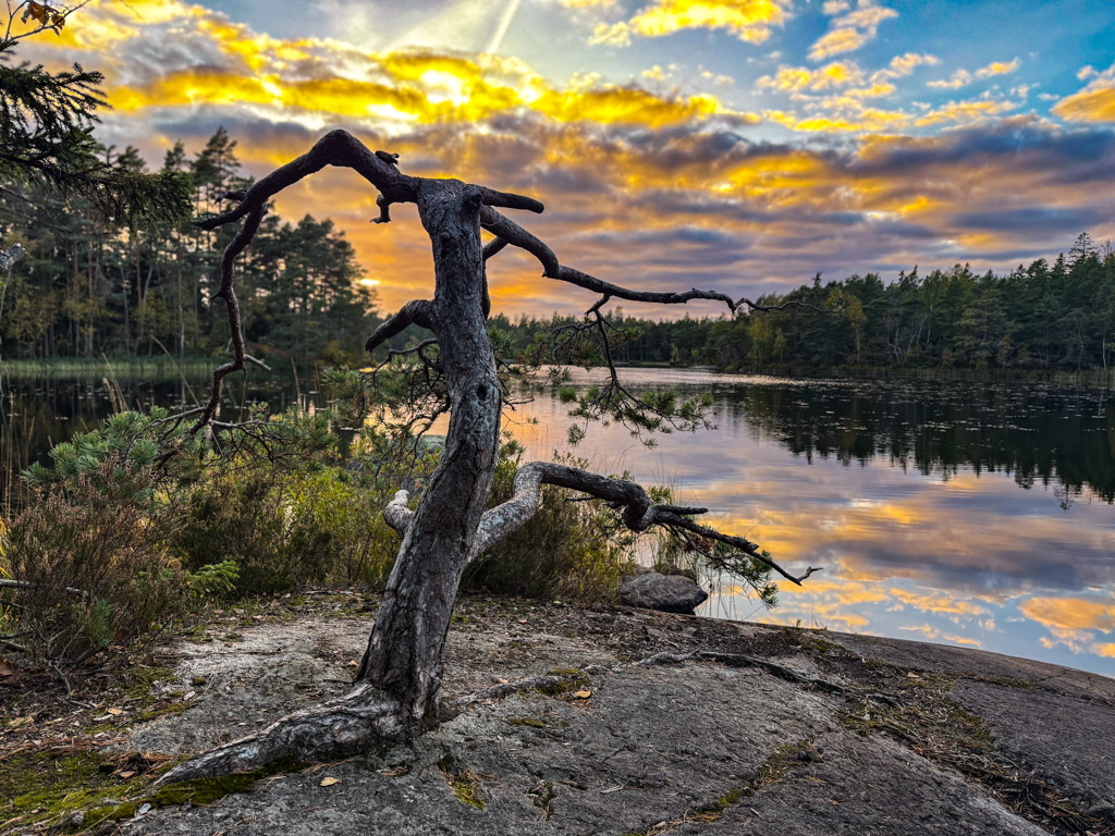 Dött träd står vackert på en klippa när solnedgången färgar himlen och sjön Enhörningen i vackra färger.