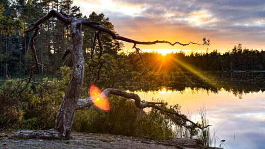 Strålar från sol som går ner över sjö och gammalt träd, vid utenatt i Paradiset naturreservat