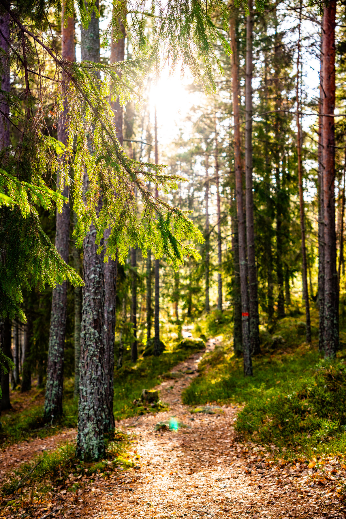 Förmiddagssolen strålar vackert igenom grenverk mellan tallar och ganar i skogen. 